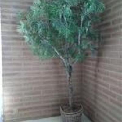 Potted Faux Tree
