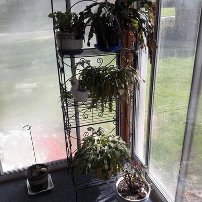 Bakers rack and plants 