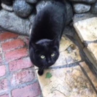 Looking for an adorable cat? Our client this week has to find their six-year-old black cat a new home. She is super sweet, calm and very...