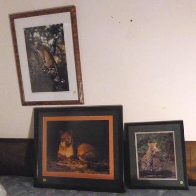 Set of three framed and matted photographs of  leopards and lion, bigger one is 24