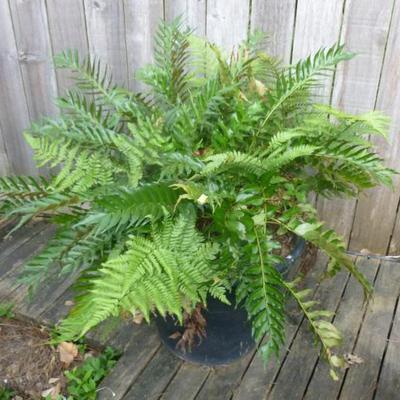 Fern plant