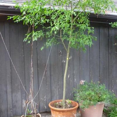 Potted tree and plant, and one pot