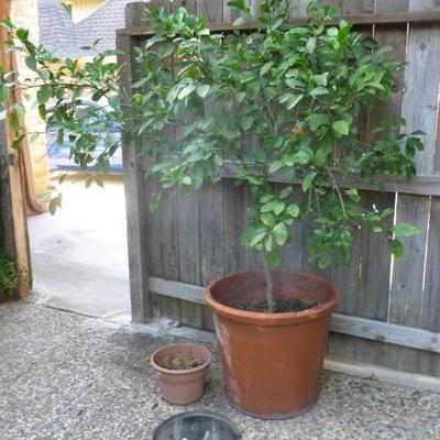 Potted lemon tree and small pot
