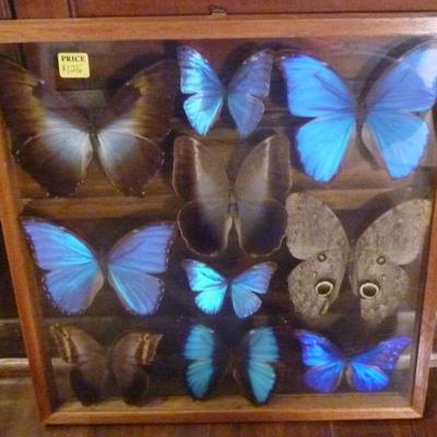 Framed shadowbox of butterflies, frame is 15