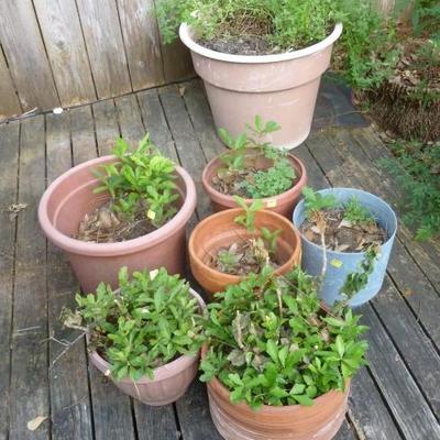 Lot of potted plants