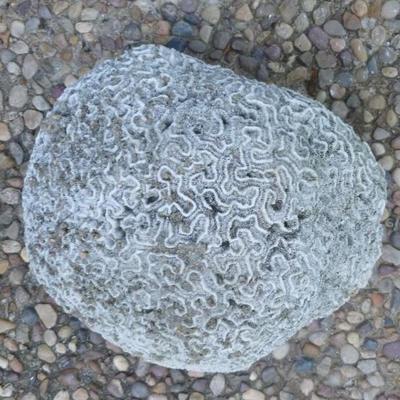 Large piece of brain coral
