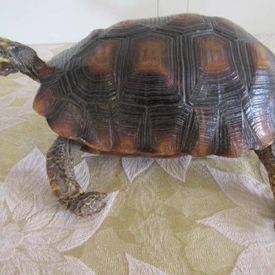Taxidermy (real) turtle