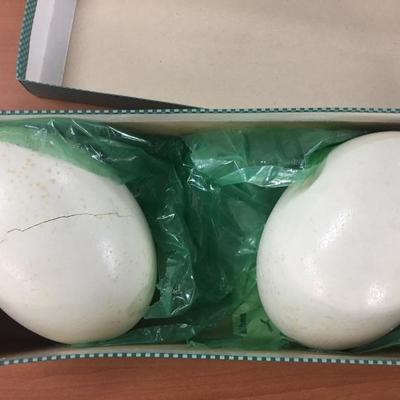 2 Ostrich Eggs