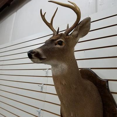 7 Point Buck Mount
