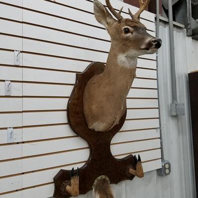 7 Point Buck Mount