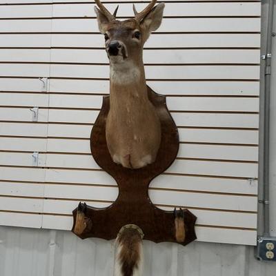 7 Point Buck Mount