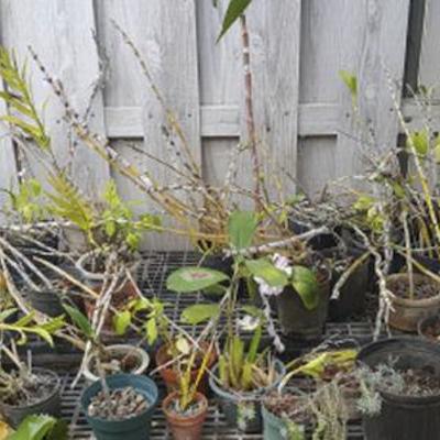 VKE108 Over 40 Potted Plants - Orchids, Laua'e, Racks, Blocks
