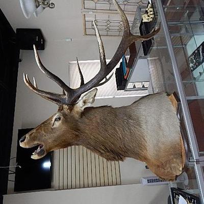 Elk Head Mount