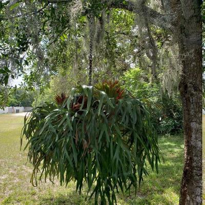 2) Large Staghorn