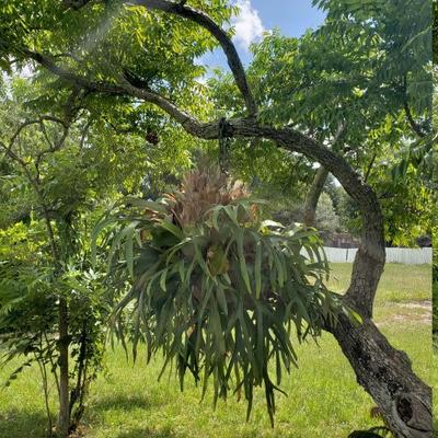 1) Large Staghorn