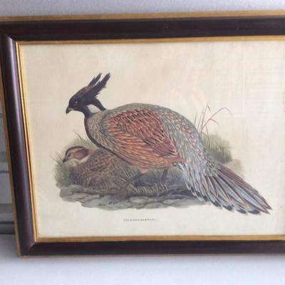 Two Framed Audubon-Style Framed Prints
