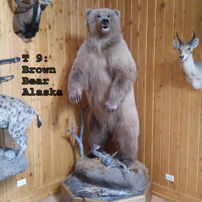 T9: Floor Mount,(with wheels) Brown Bear, Alaska