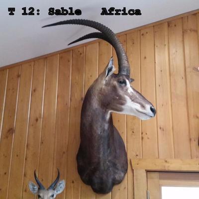 T12: Sable Mount, Africa