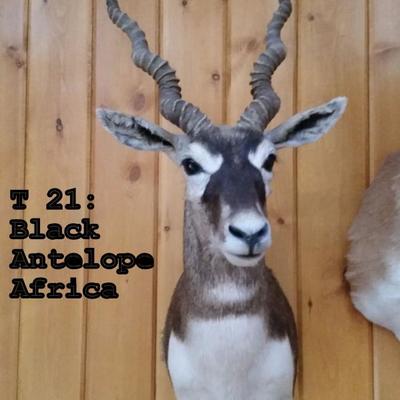 T21: Black Antelope Mount, Africa