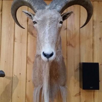 T26: Aoudad Sheep Mount, Texas