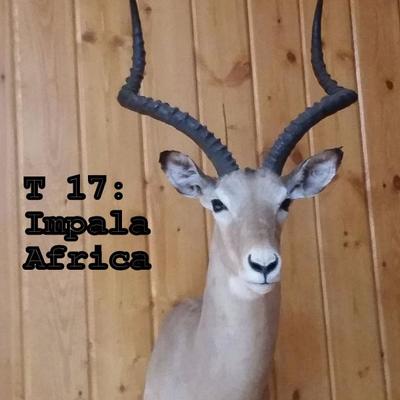 T17: Impala Mount, Africa