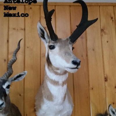 T22: Pronghorn Antelope Mount, New Mexico