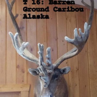 T16: Barren Ground Caribou Mount, Alaska