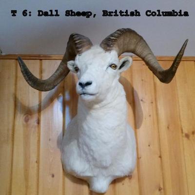 T6: Dall Sheep, British Columbia