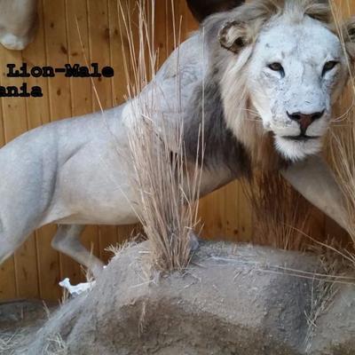 T19: Male African Lion, Full body Floor Mount. ILLINOIS BUYER ONLY