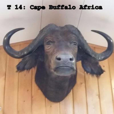 T14: Cape Buffalo Mount, Africa