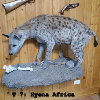 T7: Hyena, Africa Full Body Wall Mount
