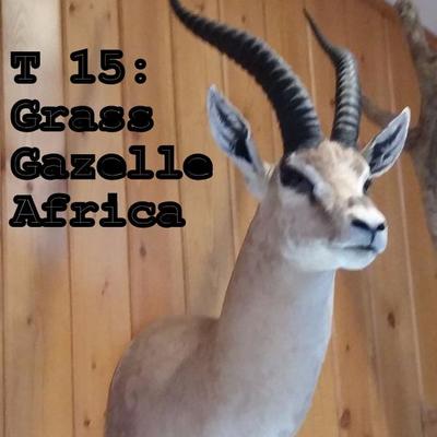 T15: Grants Gazelle Mount, Africa 