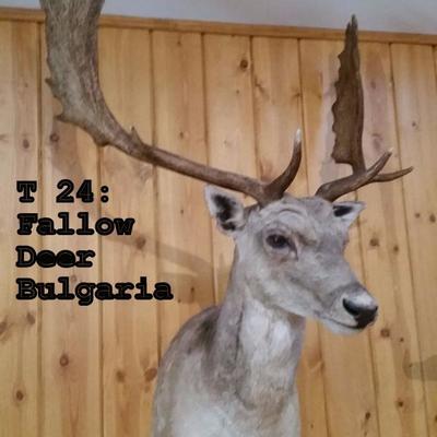 T24: Fallow Deer Mount, Bulgaria