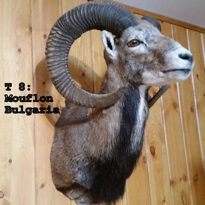 T8: Mouflon, Bulgaria