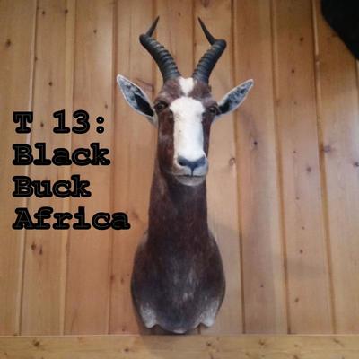 T13: Blesbok/Black Buck Mount, Africa