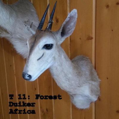 T11 Forest Duiker, Africa (has damage, priced accordingly)