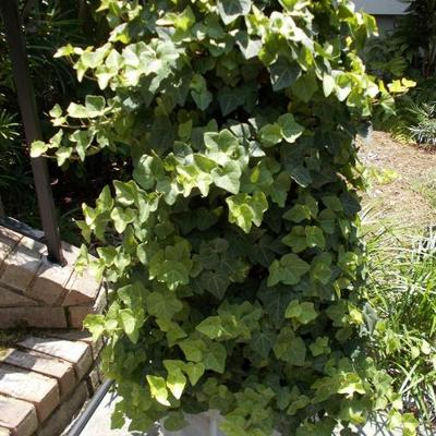 Potted ivy $50
2 available