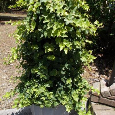 Potted ivy $50
2 available