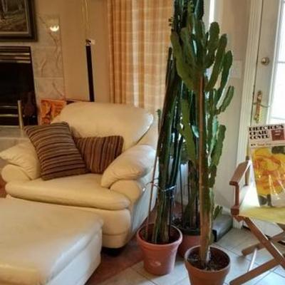 White Leather Chair and 5-6' Cactus
