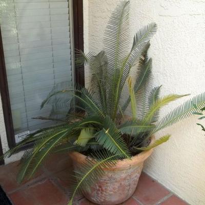 One of Many Sega Palms in Pots