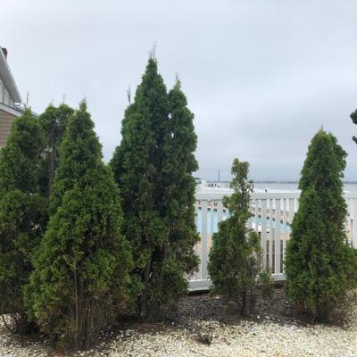 shrubs for sale