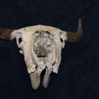 Vintage Buffalo Skull