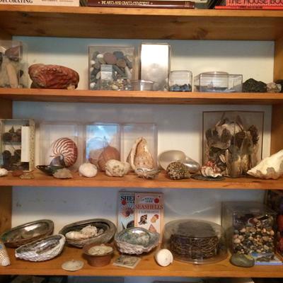Large collection of shells, rocks and specimens.
