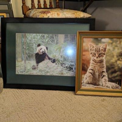 Many framed real photographs of animals.