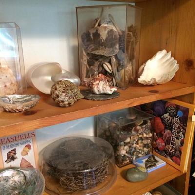 Various shells, hornet nests, rocks, and an original birds nest.