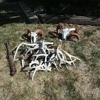 Ram Skulls with Horns & Antlers