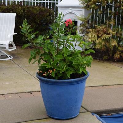Outdoor Pot w Plant
