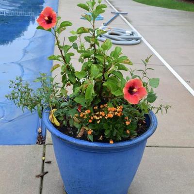Outdoor Pot w Plant