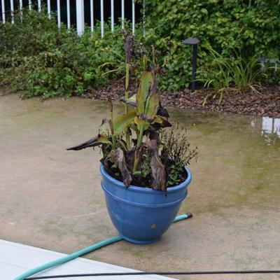 Outdoor Plant in Pot