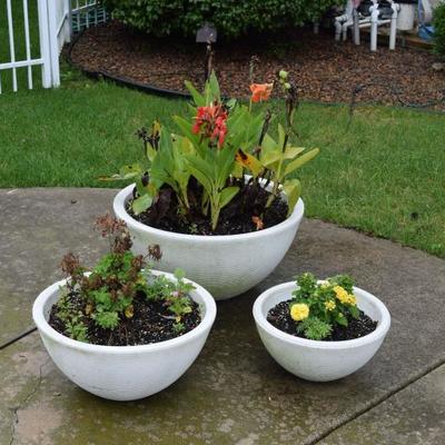 Outdoor Plants in Pots